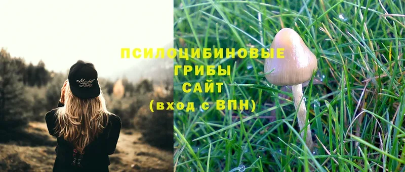 МЕГА ССЫЛКА  Курчалой  Галлюциногенные грибы Magic Shrooms 