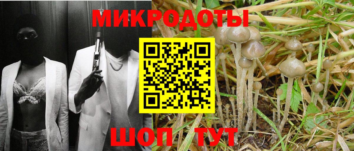 Галлюциногенные грибы Psilocybine cubensis Курчалой